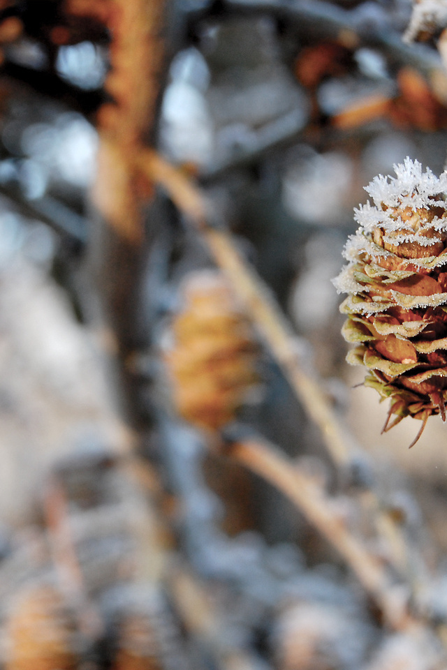 , pinecones, , , nature, winter, , , 