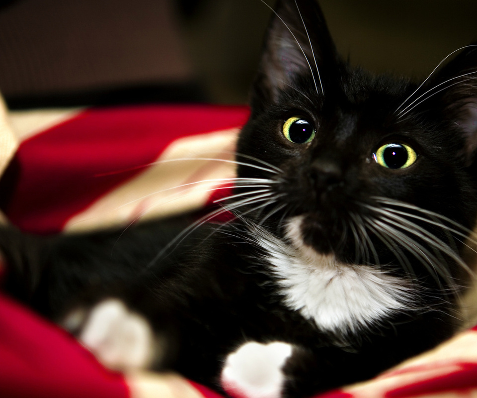 white, pet, kitten, , paw, sweet, Red, blanket, animal, , black, cat