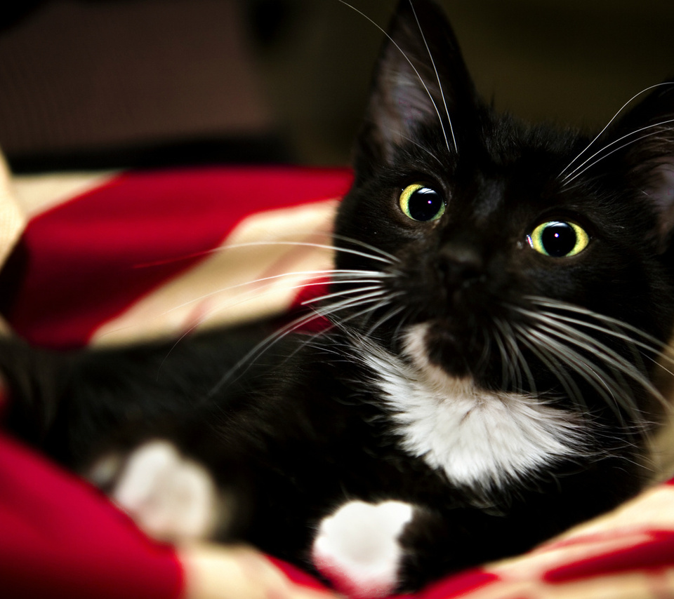 white, pet, kitten, , paw, sweet, Red, blanket, animal, , black, cat