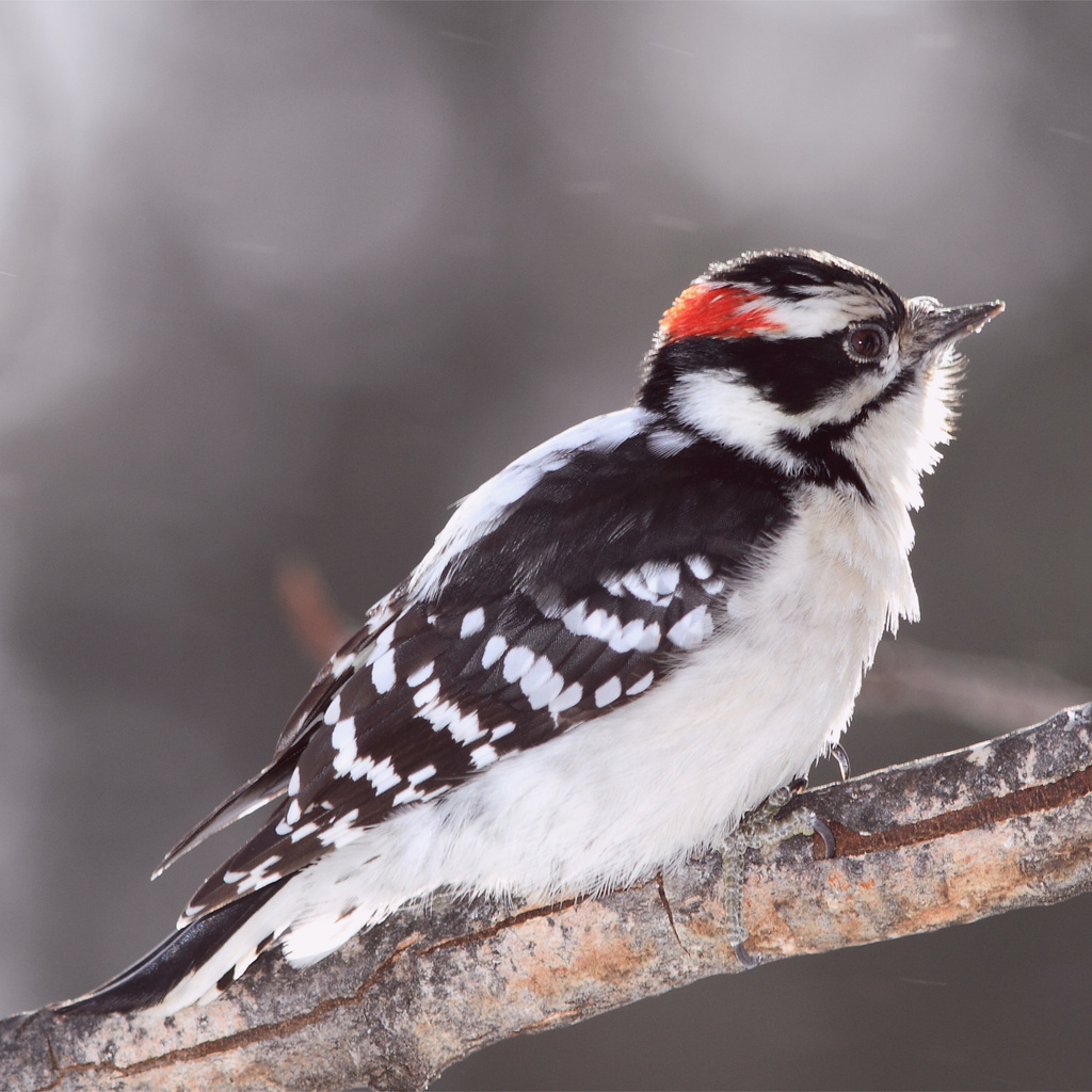 Bird, , woodpecker, , ,  