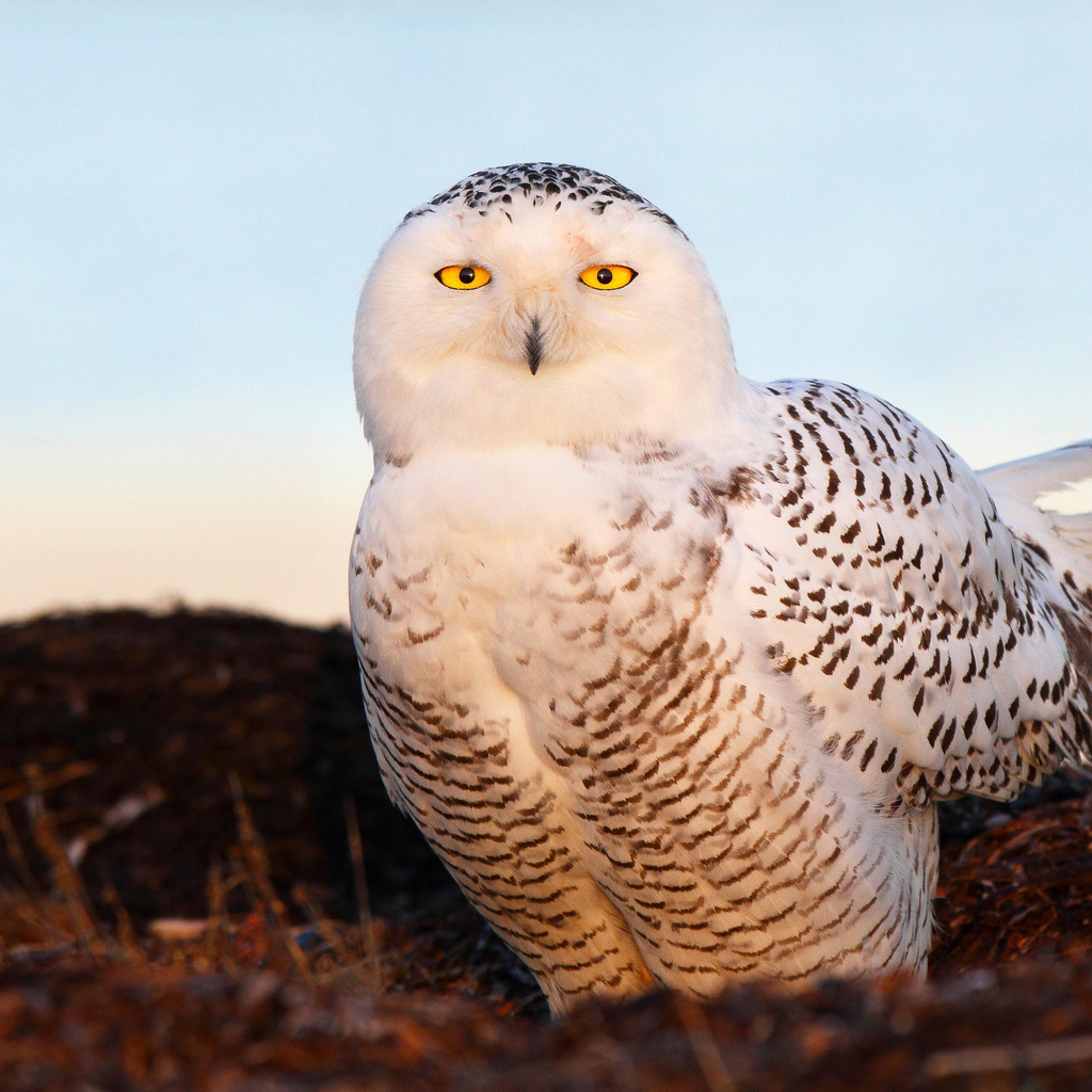  , snow owl, , , 