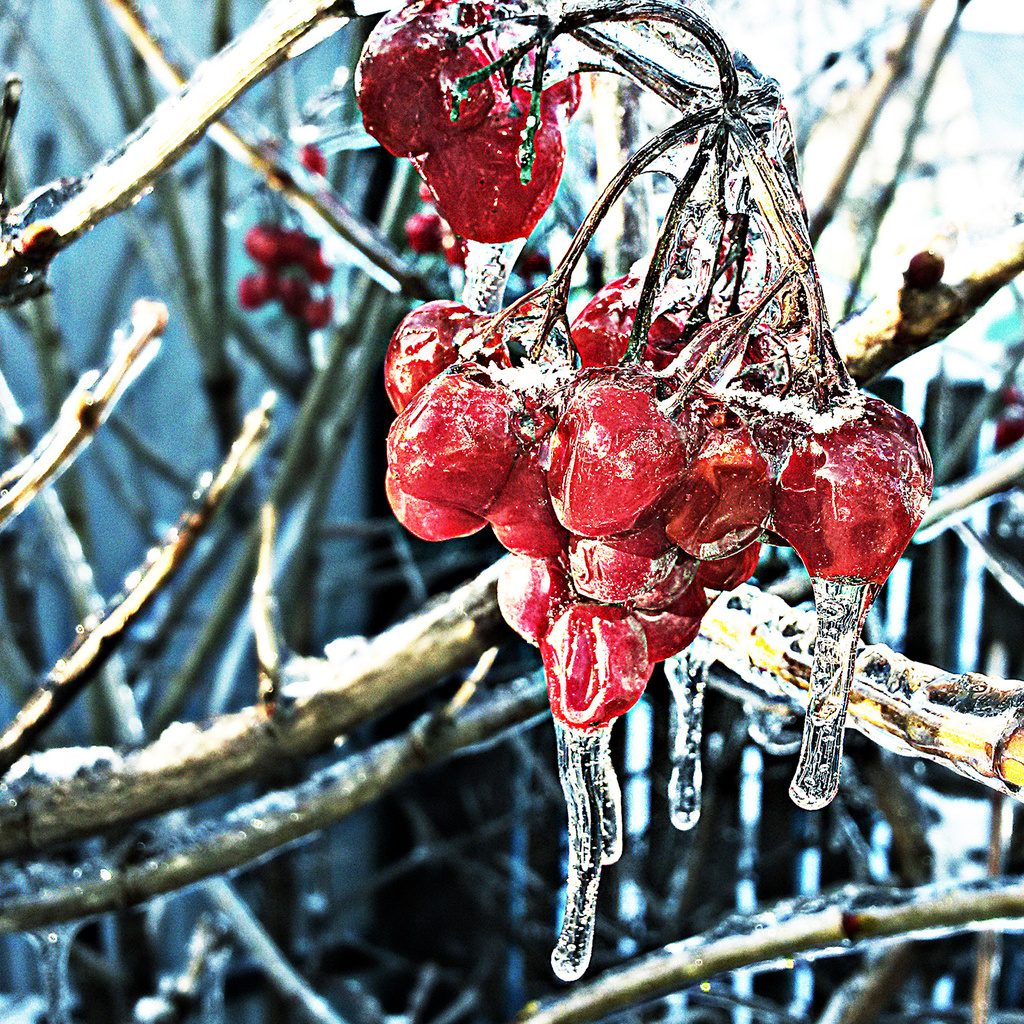 Замерзшие ягоды