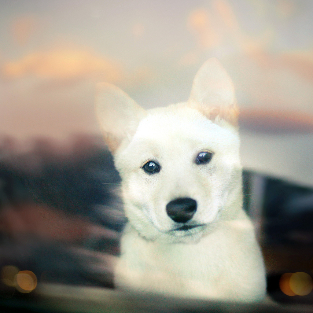 Shiba inu, , white, bokeh, puppy, , 