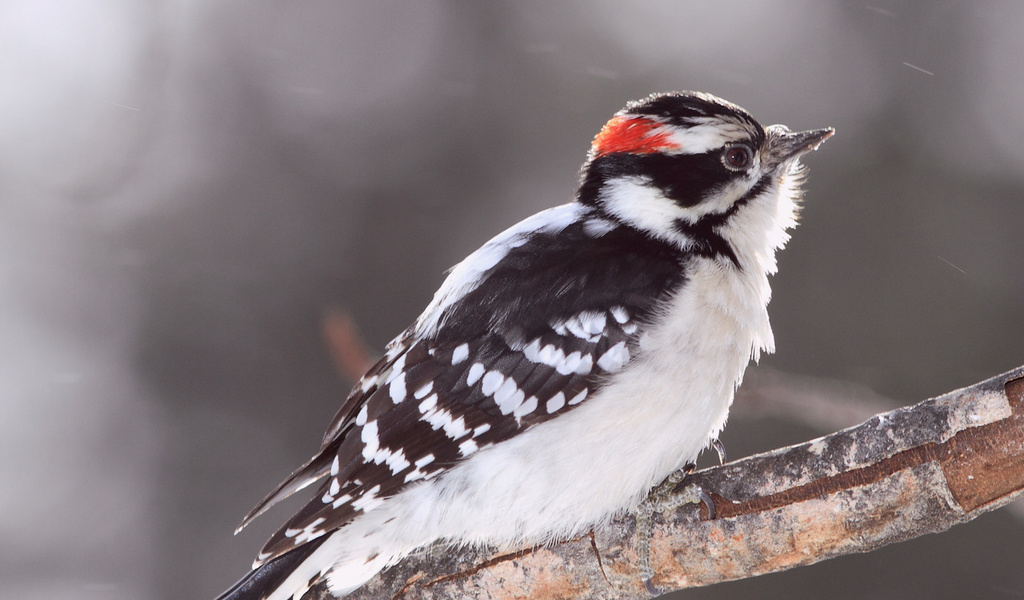 Bird, , woodpecker, , ,  