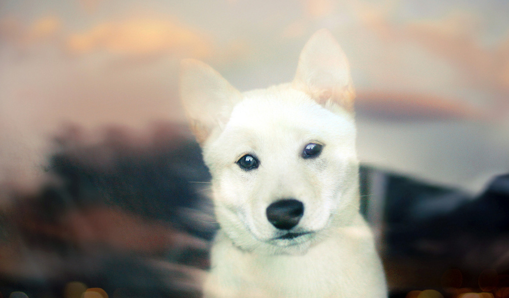 Shiba inu, , white, bokeh, puppy, , 