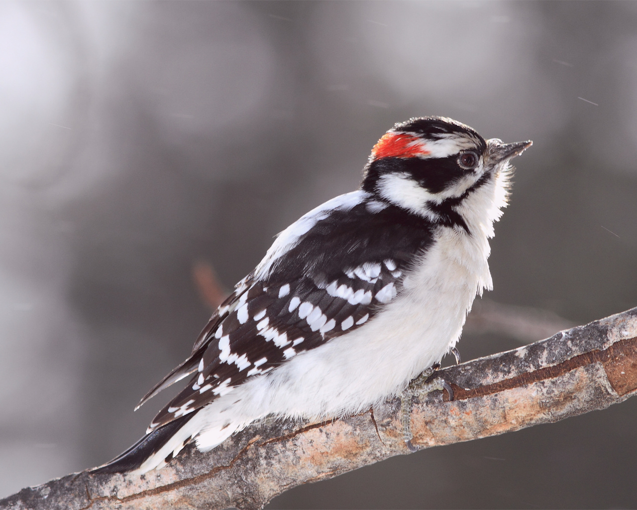 Bird, , woodpecker, , ,  