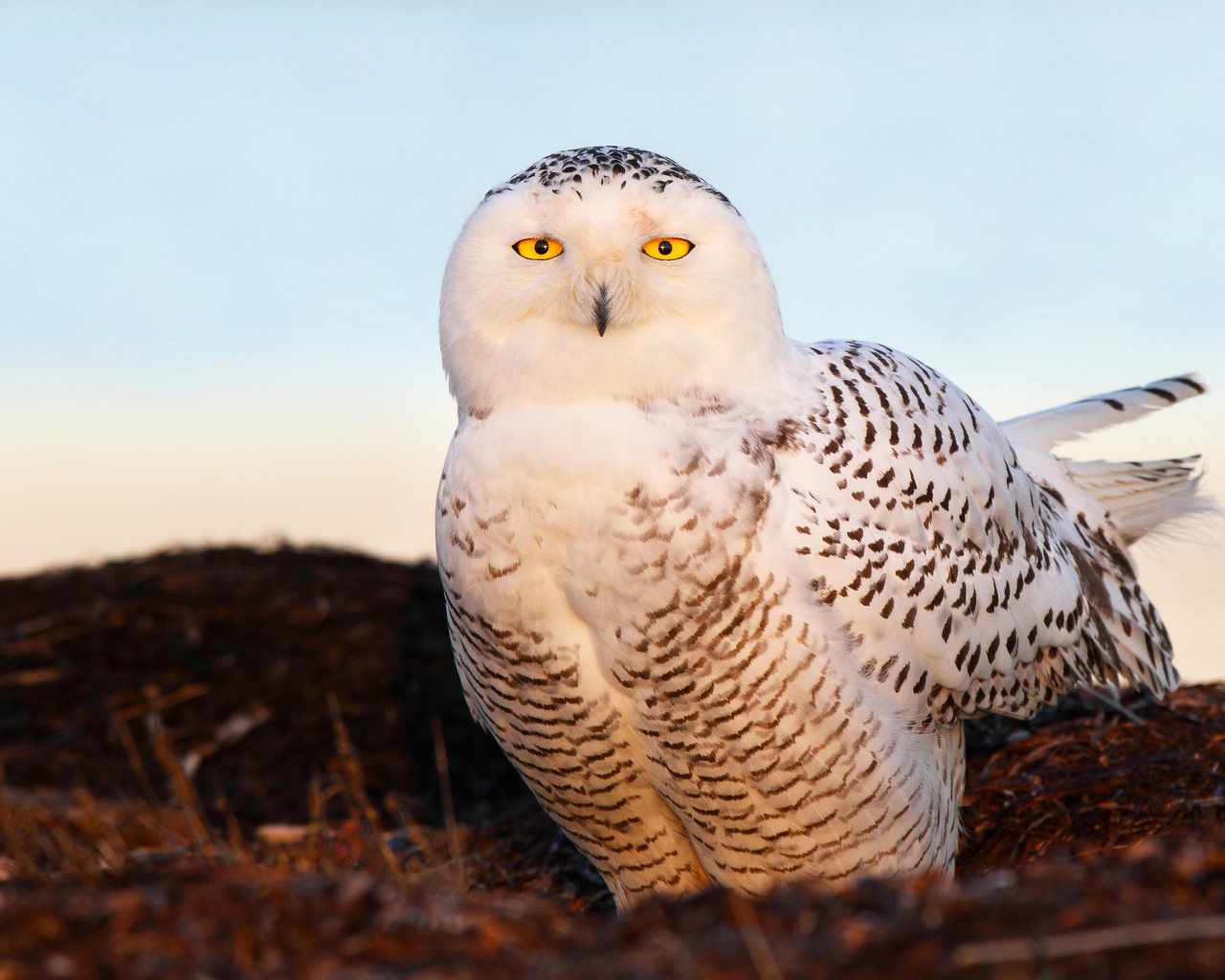  , snow owl, , , 