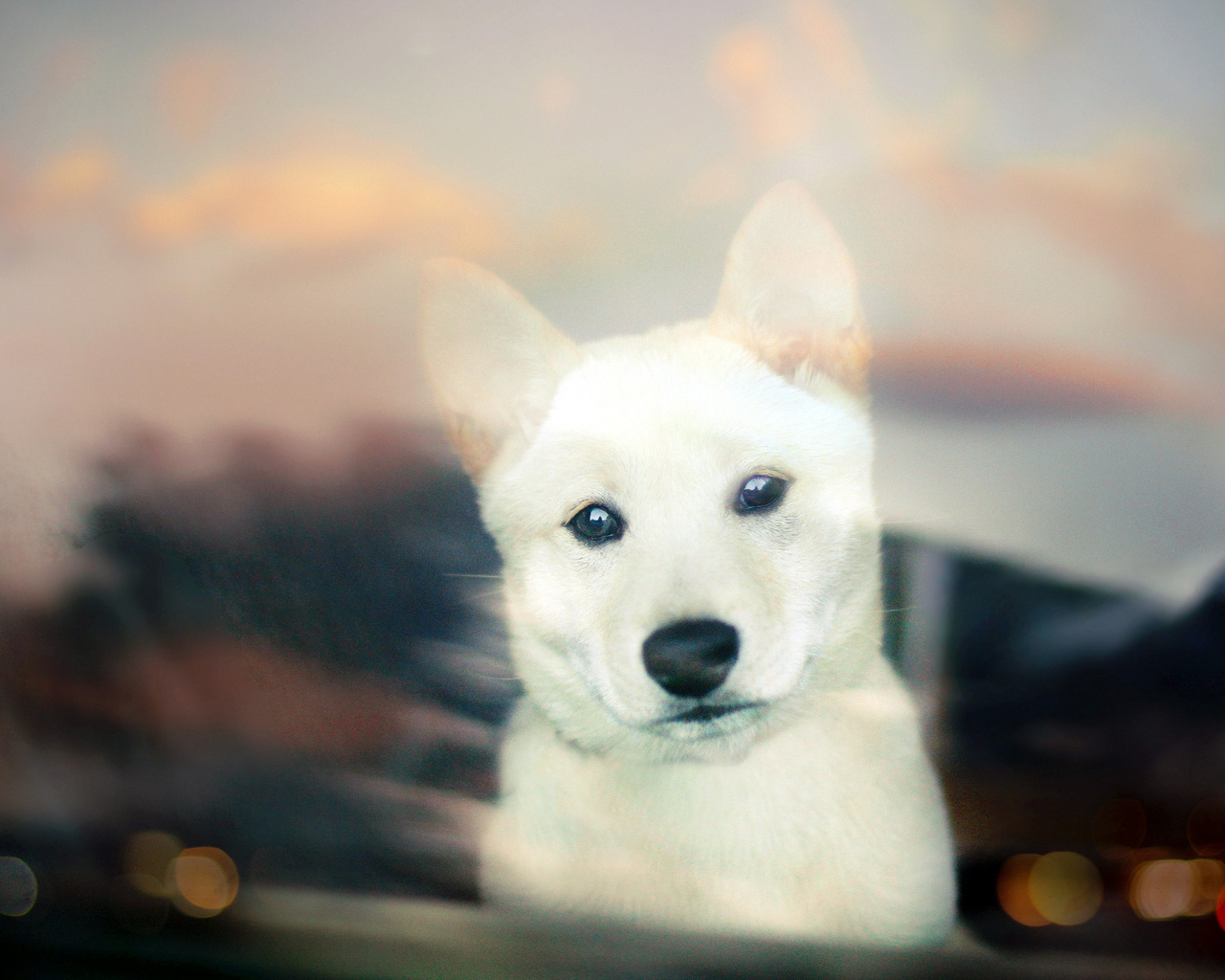 Shiba inu, , white, bokeh, puppy, , 