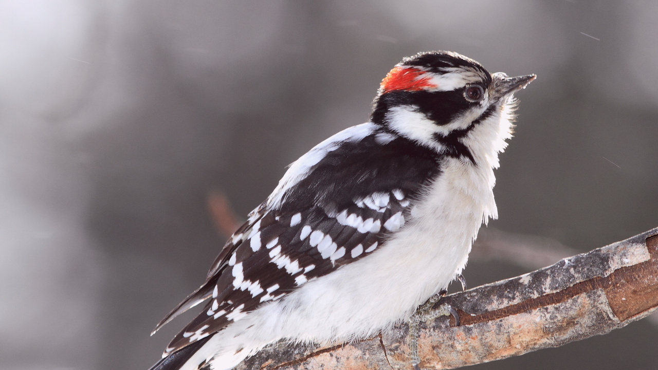 Bird, , woodpecker, , ,  