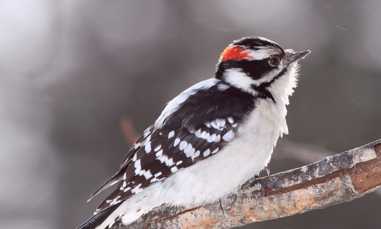 Bird, , woodpecker, , ,  