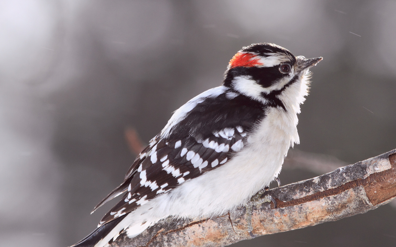 Bird, , woodpecker, , ,  