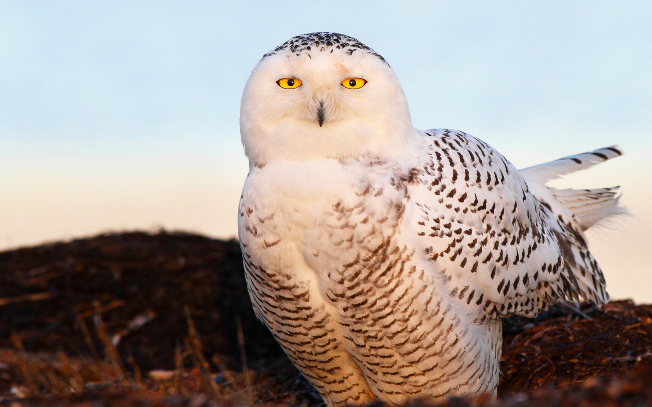  , snow owl, , , 