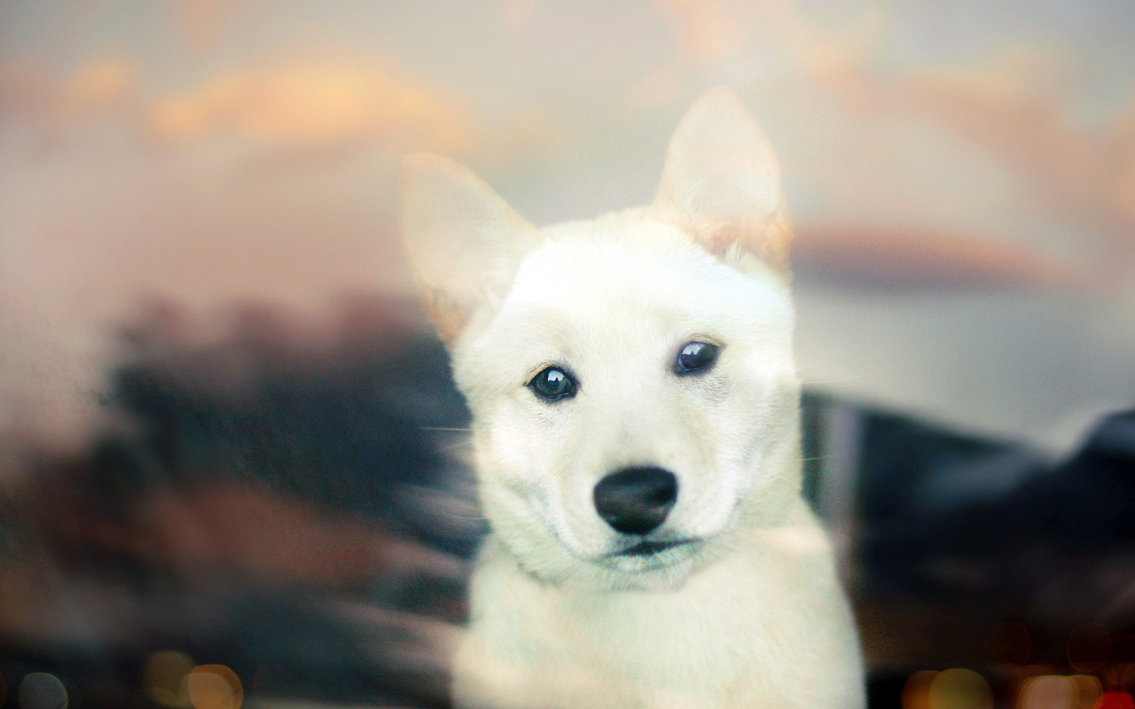 Shiba inu, , white, bokeh, puppy, , 