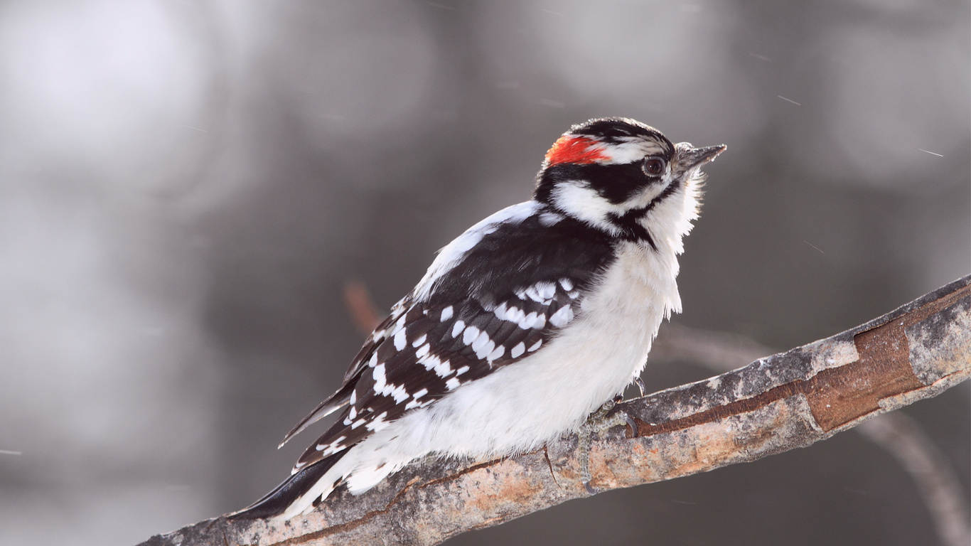 Bird, , woodpecker, , ,  