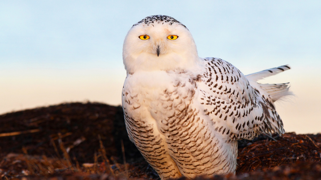  , snow owl, , , 