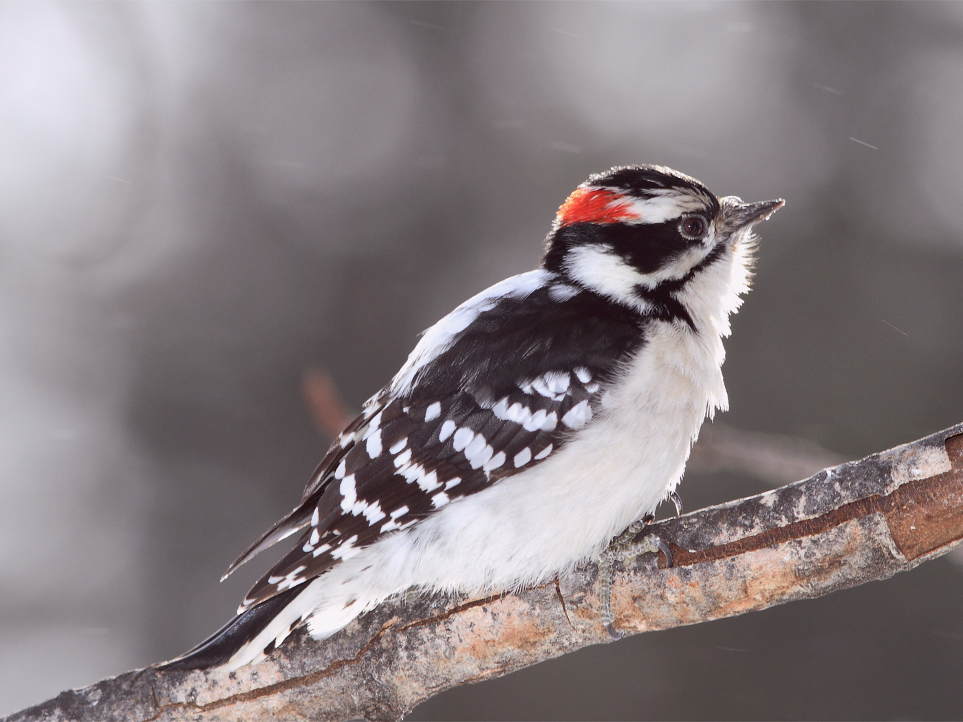 Bird, , woodpecker, , ,  