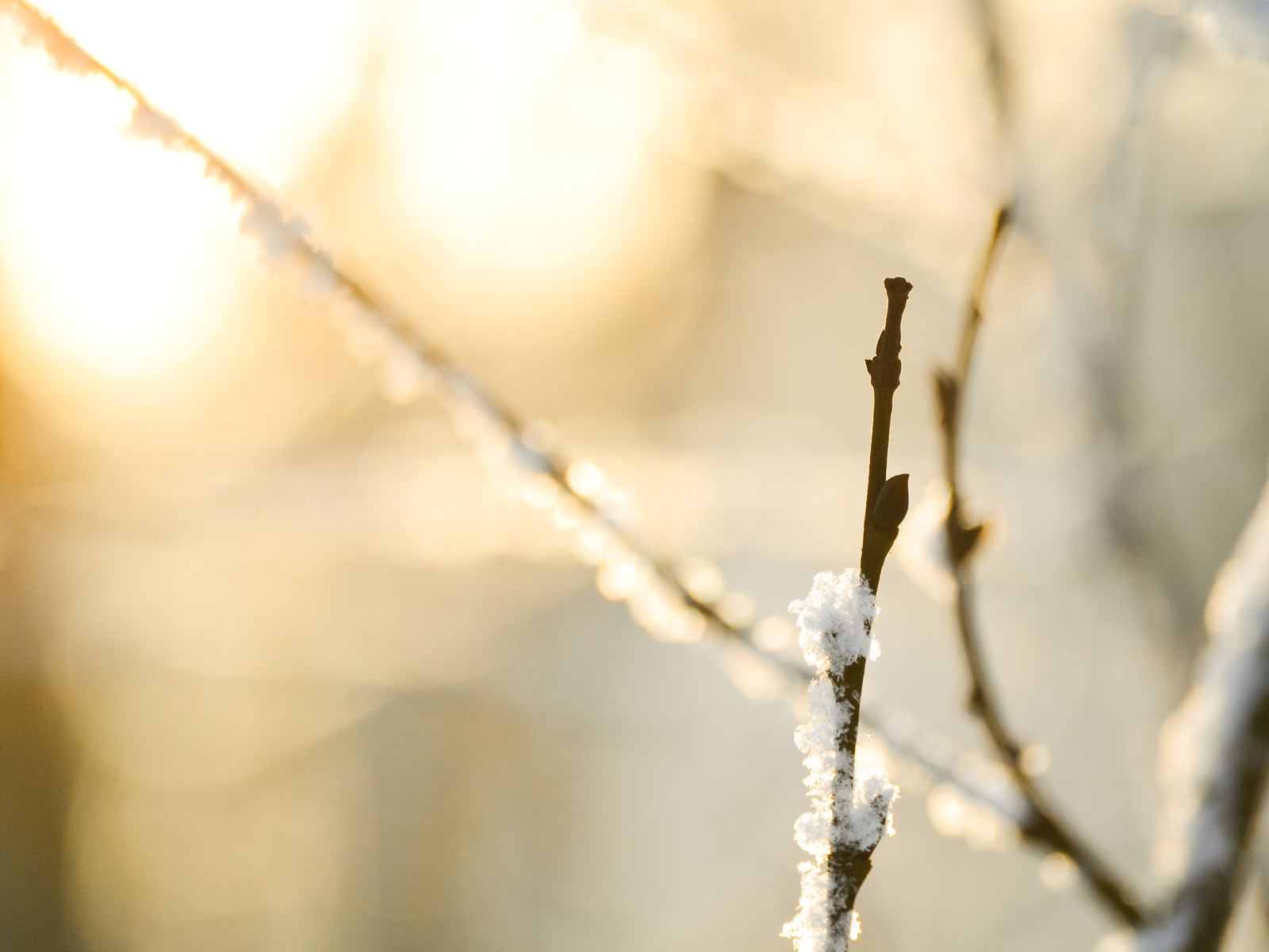 , , , macro, snow, , , bokeh, nature, branches