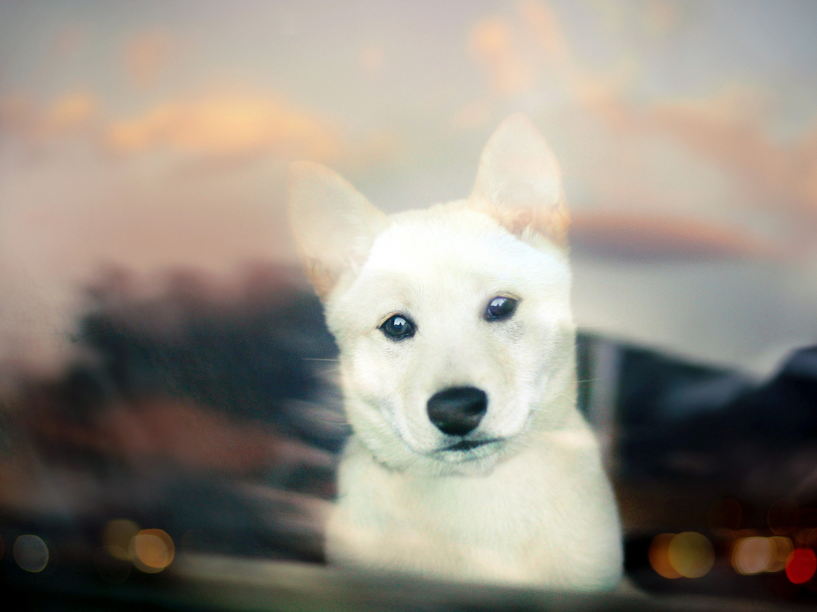 Shiba inu, , white, bokeh, puppy, , 