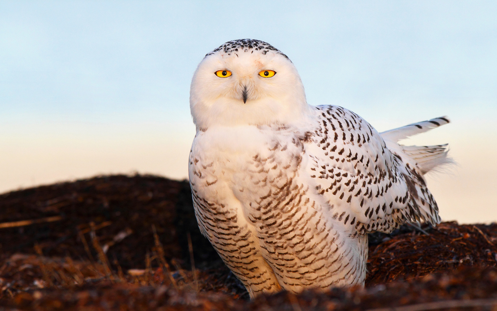  , snow owl, , , 