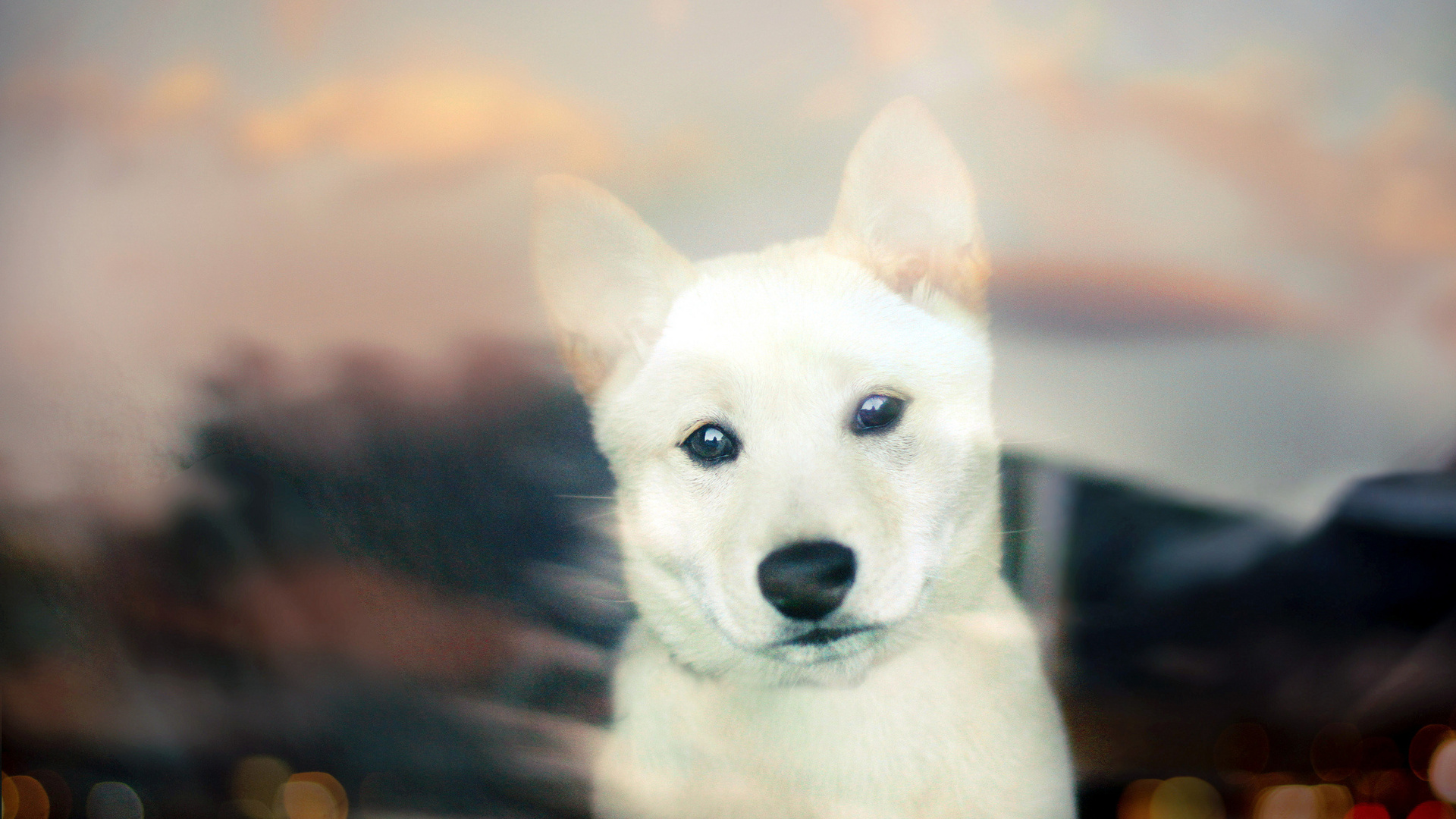 Shiba inu, , white, bokeh, puppy, , 