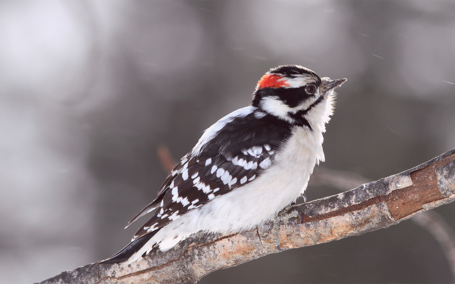 Bird, , woodpecker, , ,  