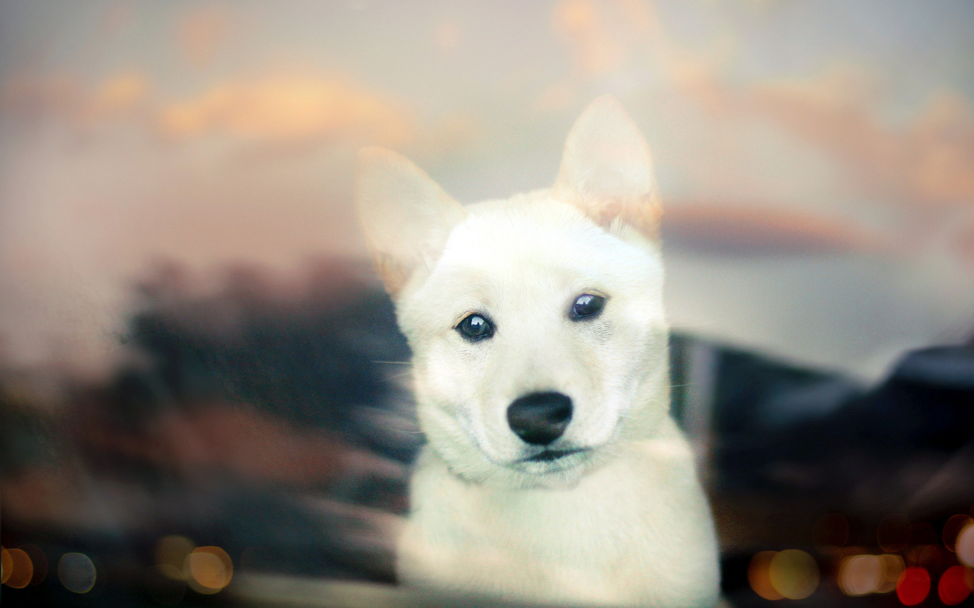 Shiba inu, , white, bokeh, puppy, , 