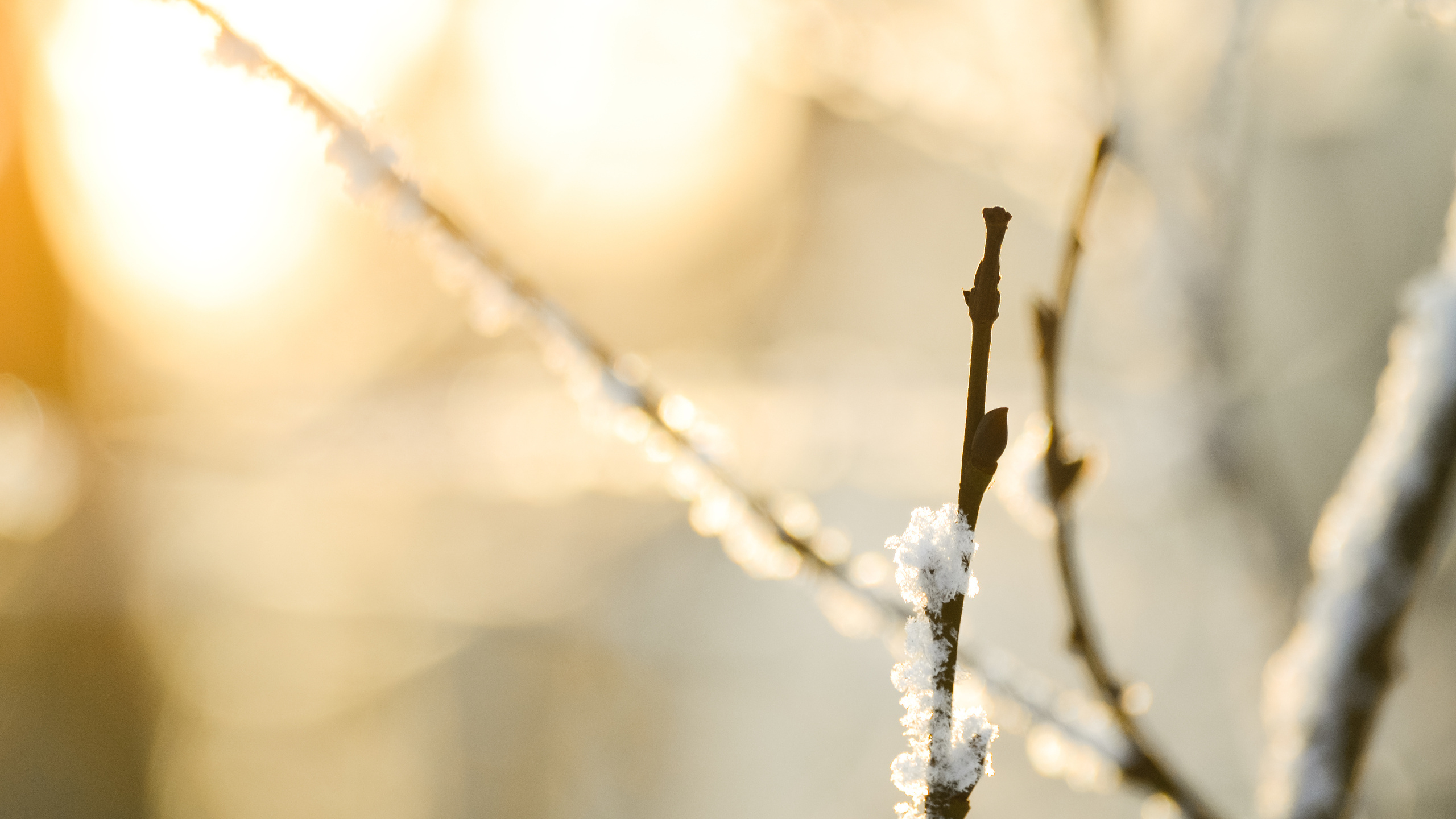 , , , macro, snow, , , bokeh, nature, branches