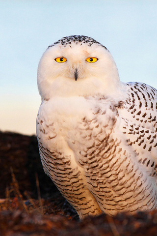  , snow owl, , , 