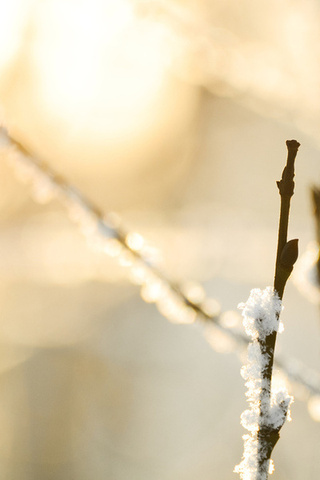 , , , macro, snow, , , bokeh, nature, branches