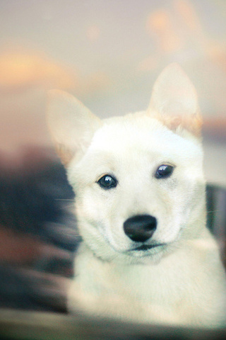 Shiba inu, , white, bokeh, puppy, , 