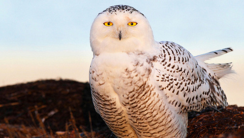  , snow owl, , , 