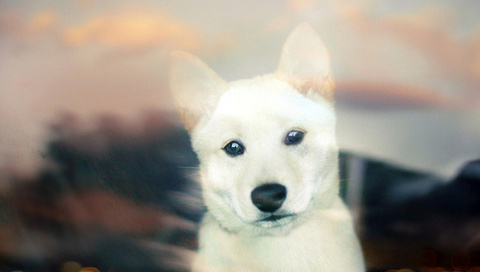 Shiba inu, , white, bokeh, puppy, , 