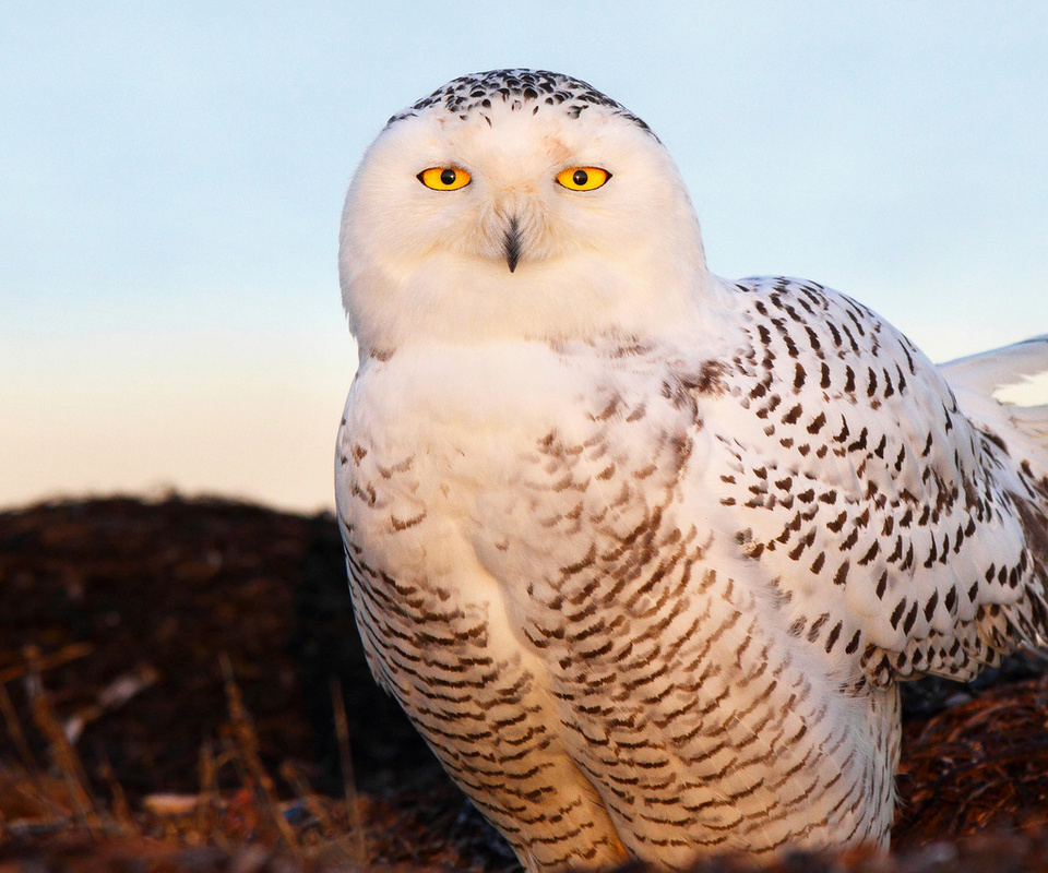  , snow owl, , , 