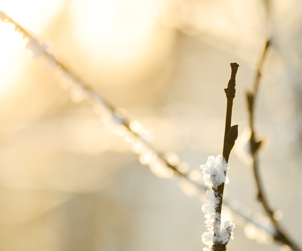 , , , macro, snow, , , bokeh, nature, branches