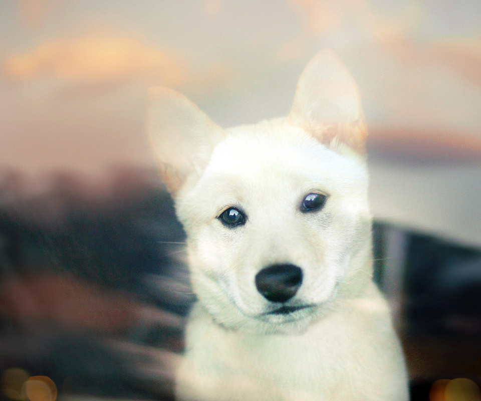 Shiba inu, , white, bokeh, puppy, , 