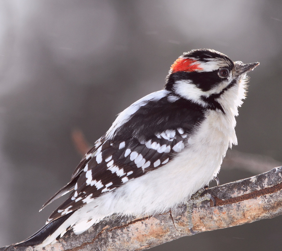 Bird, , woodpecker, , ,  