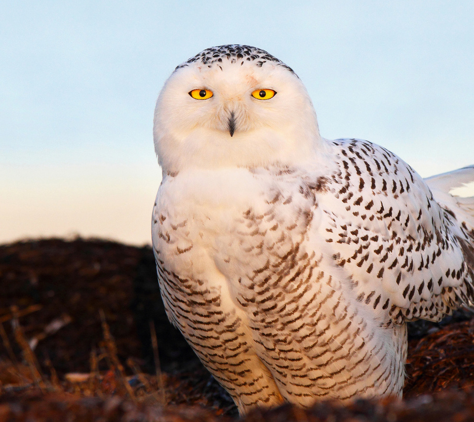  , snow owl, , , 