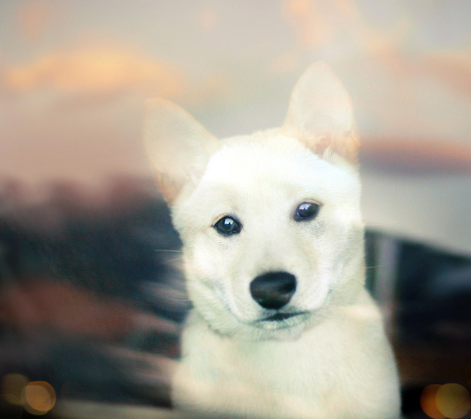 Shiba inu, , white, bokeh, puppy, , 