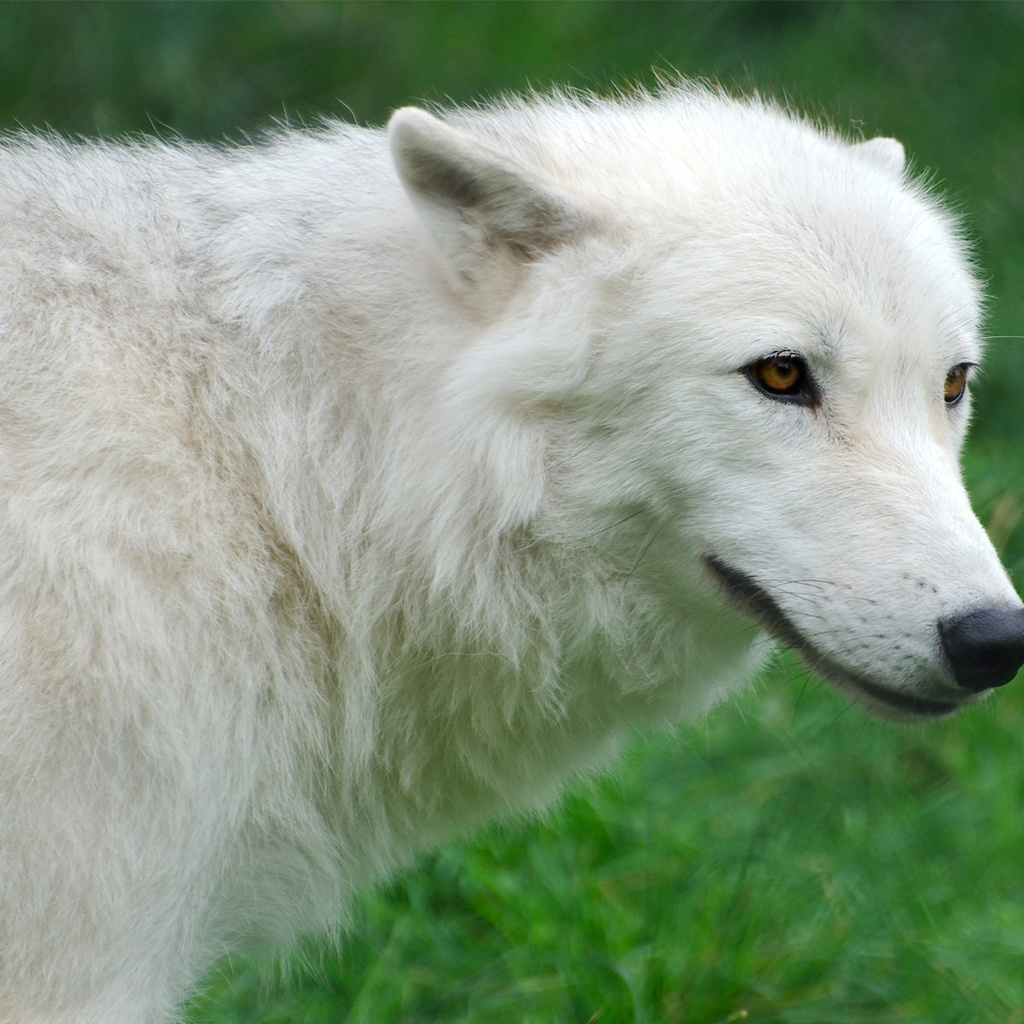 , Arctic, , , , wolf