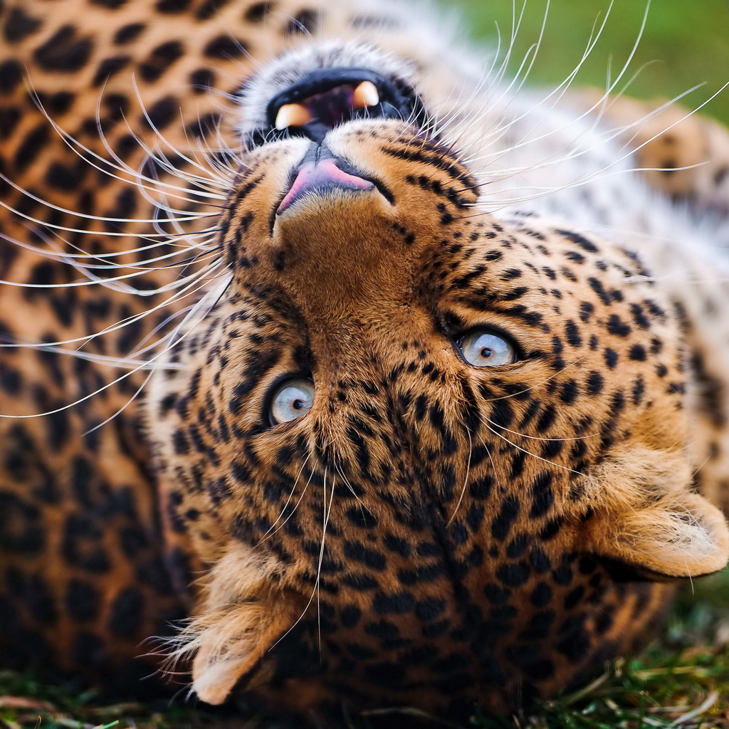 , , leopard, , , , 