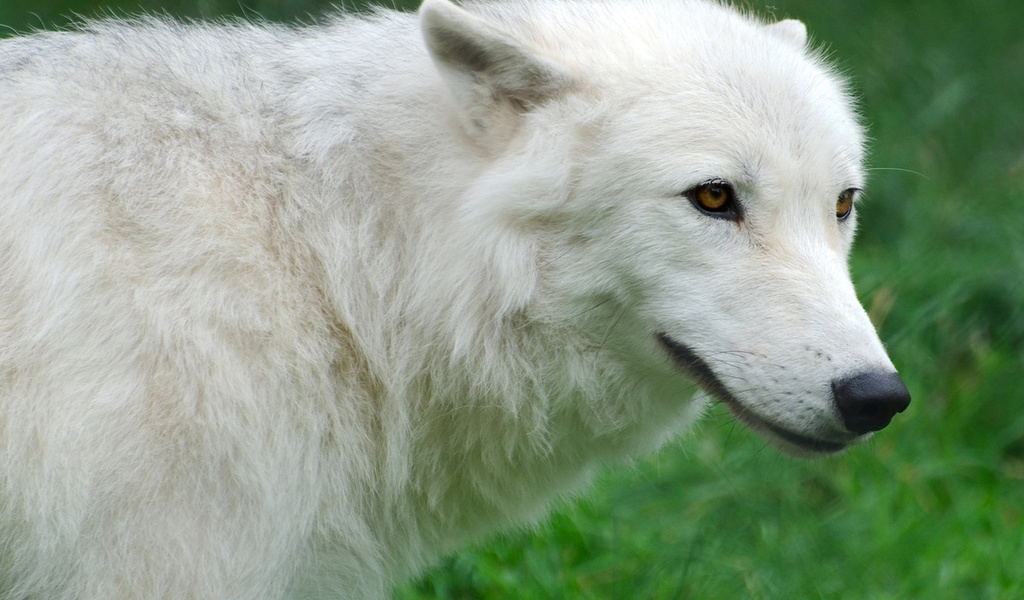 , Arctic, , , , wolf