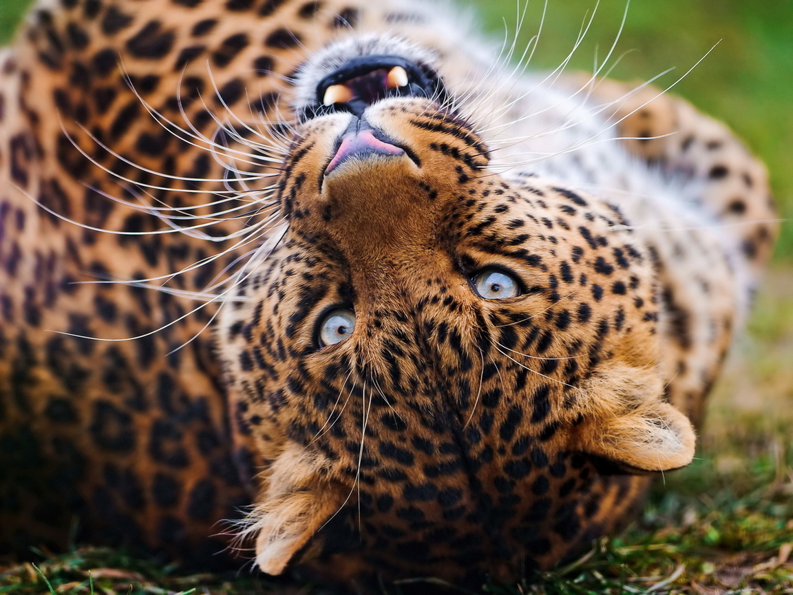 , , leopard, , , , 