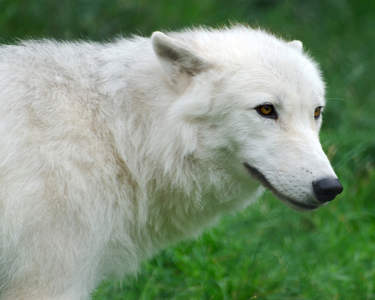 , Arctic, , , , wolf