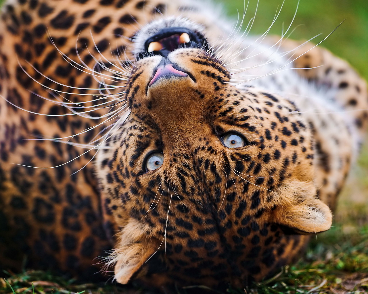 , , leopard, , , , 