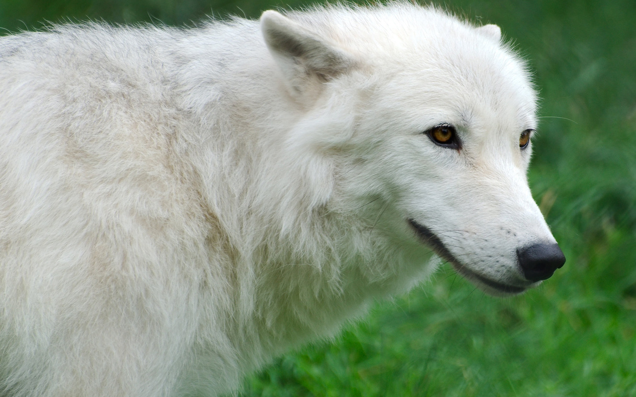 , Arctic, , , , wolf