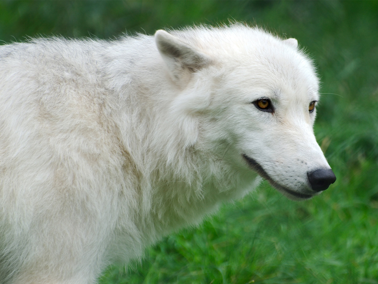 , Arctic, , , , wolf