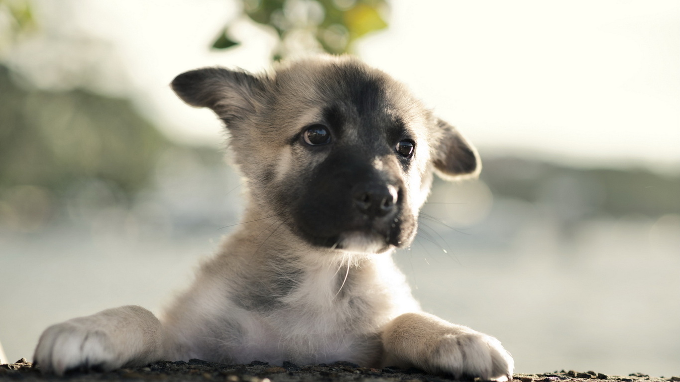 , German shepherd, 