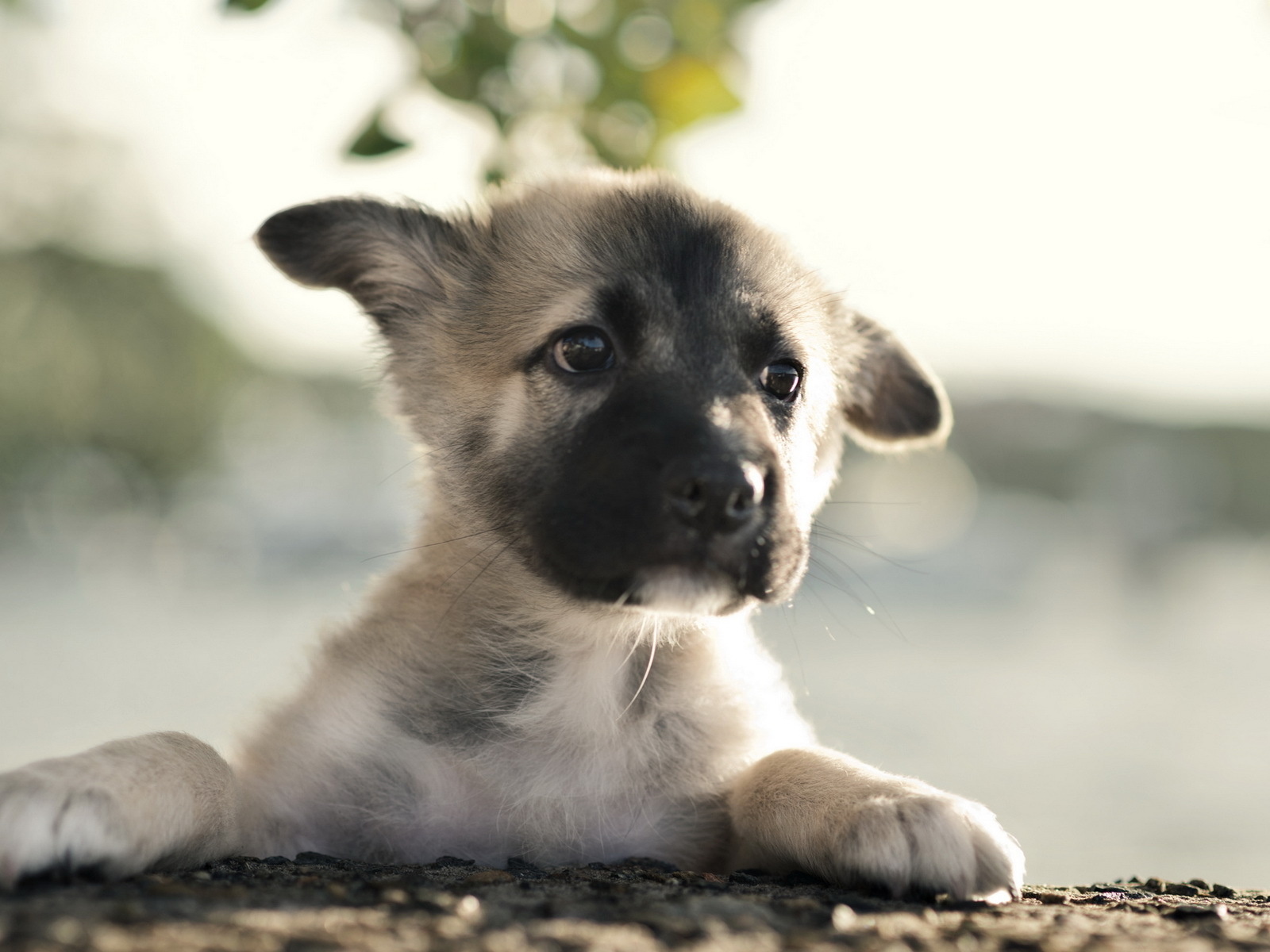 , German shepherd, 