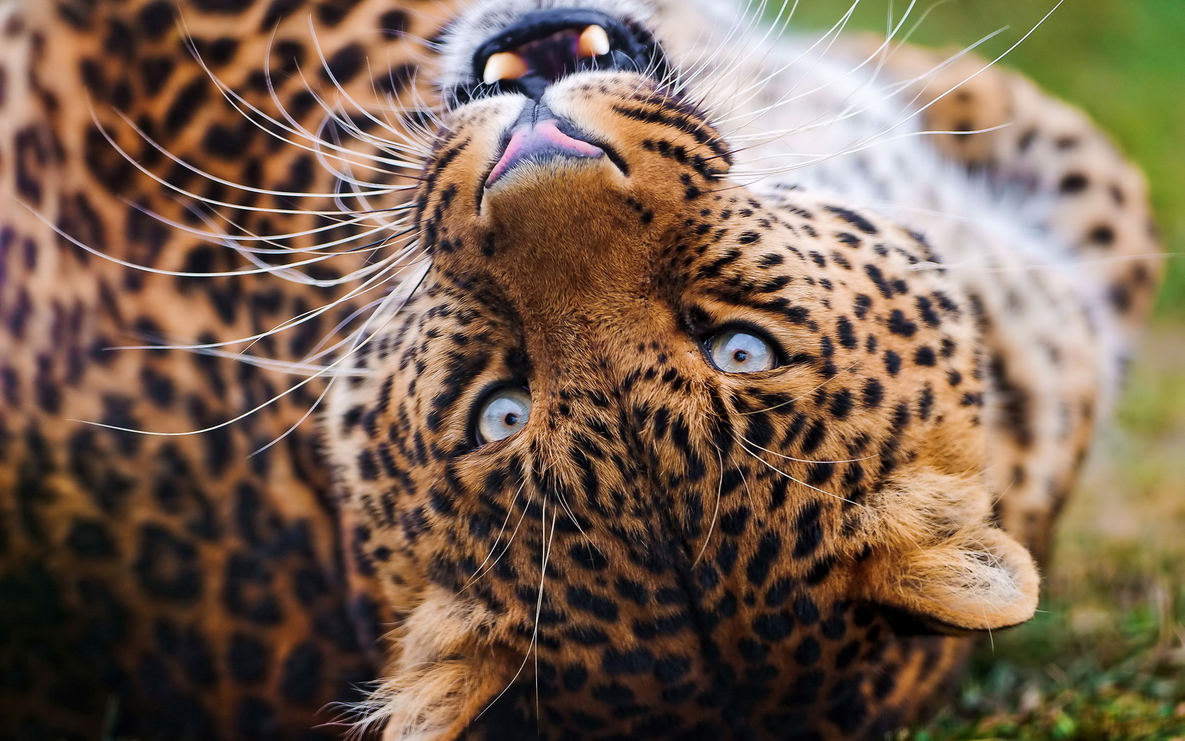 , , leopard, , , , 