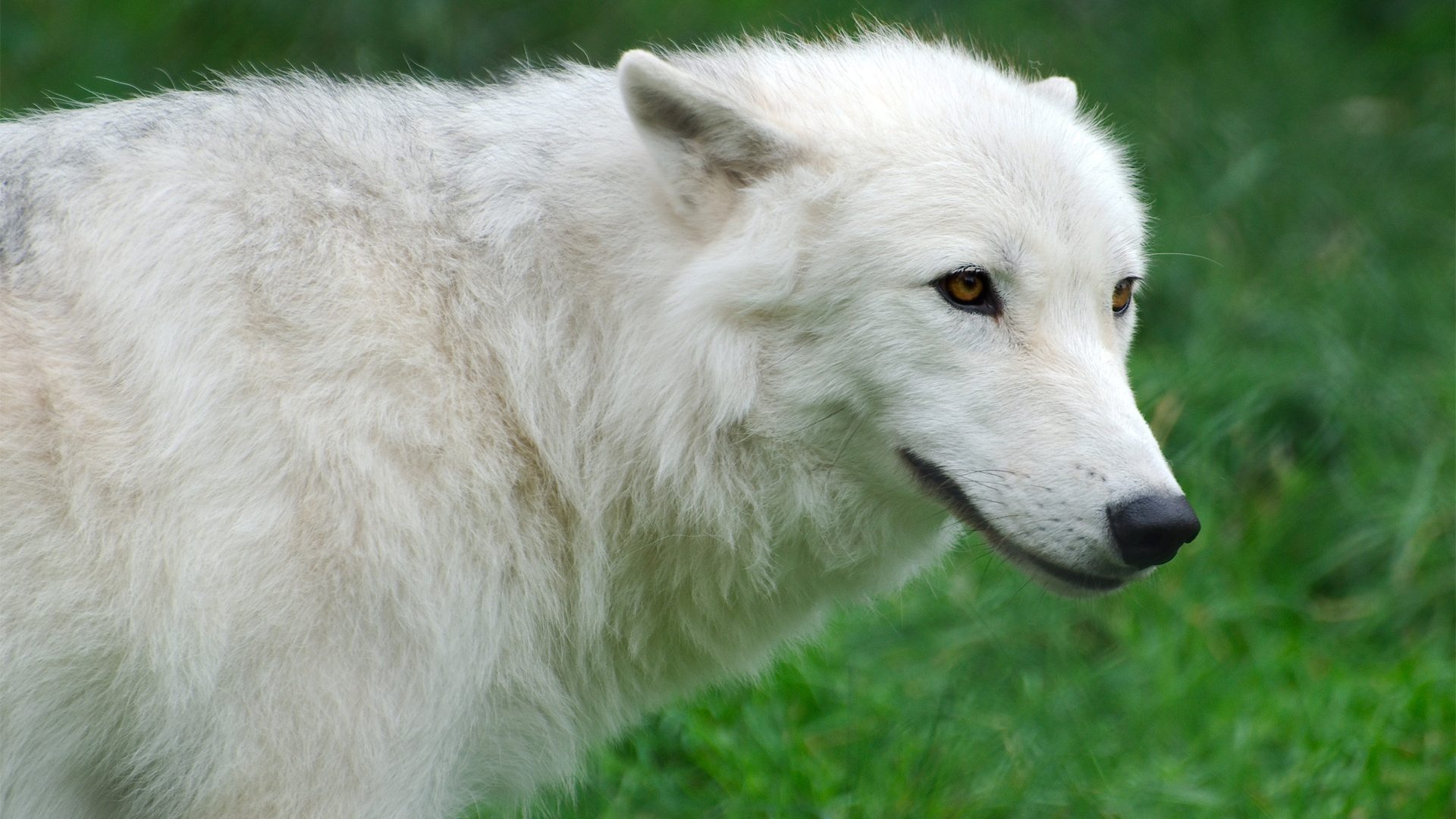 , Arctic, , , , wolf